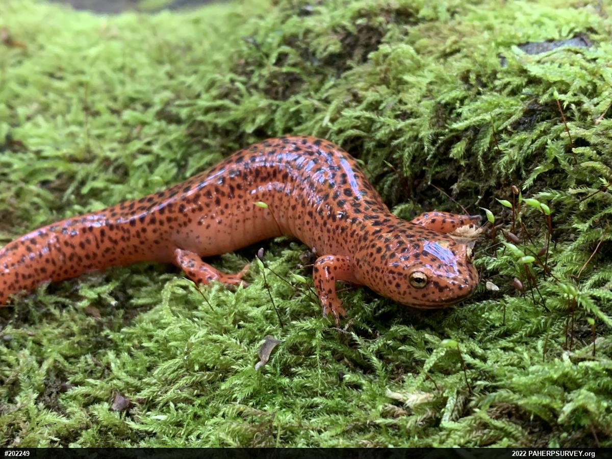 Northern Red Salamander