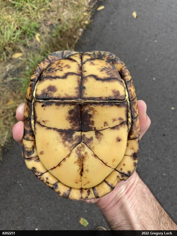 Eastern Box Turtle