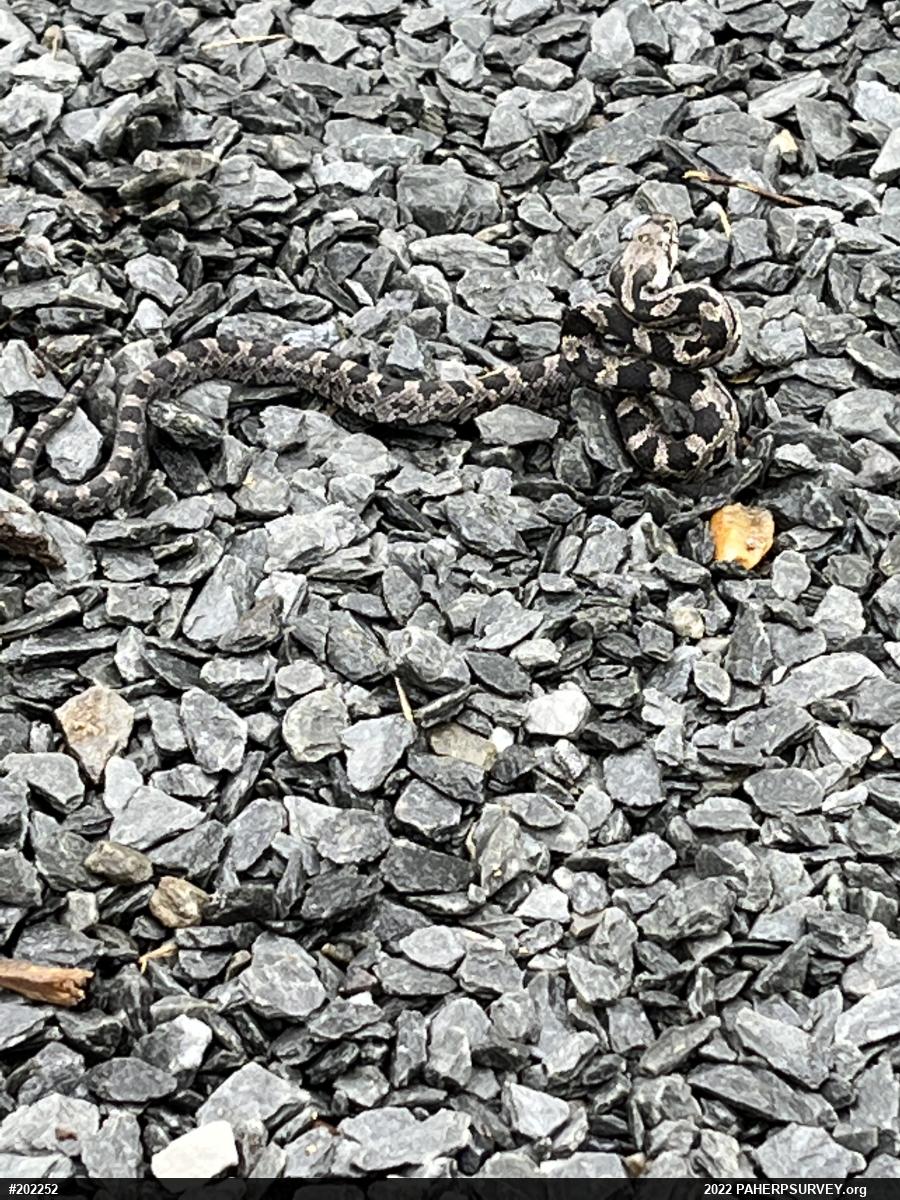 Eastern Ratsnake