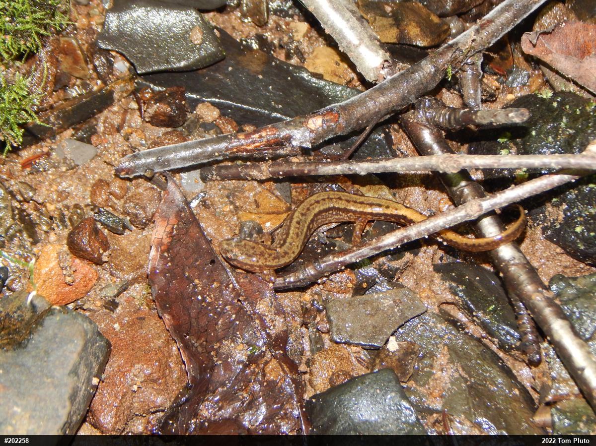 Northern Two-lined Salamander
