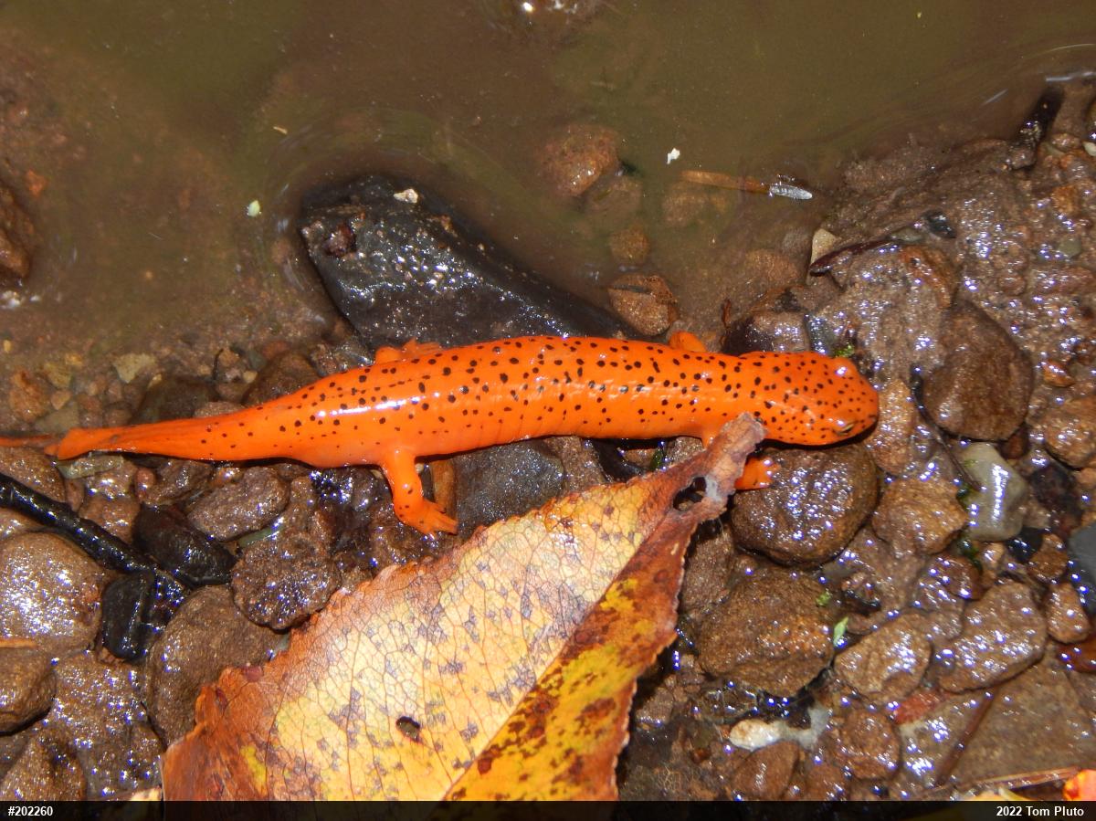 Northern Red Salamander