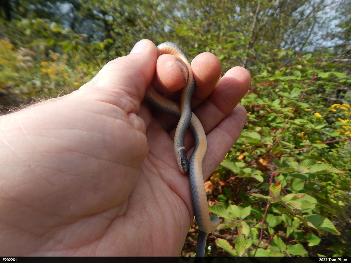 Northern Ring-necked Snake