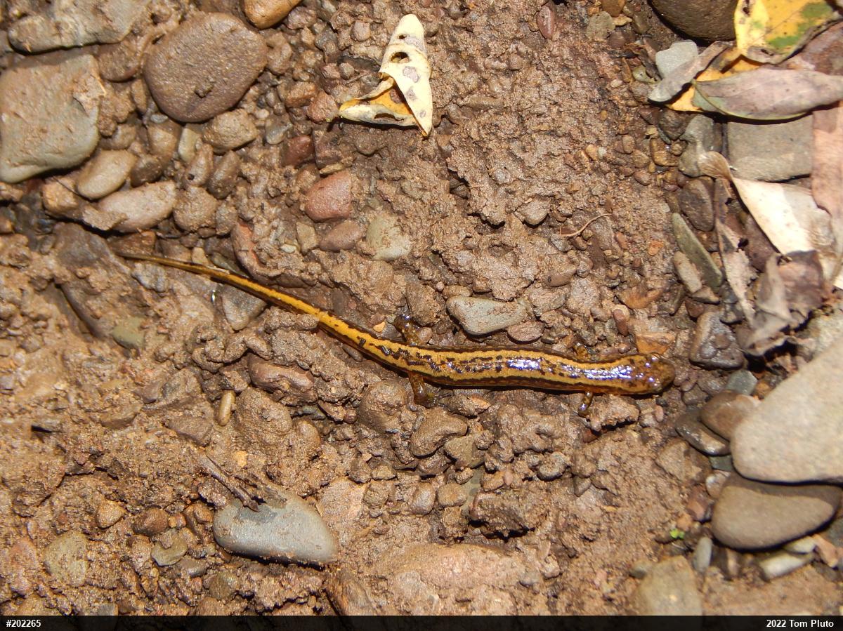 Northern Two-lined Salamander