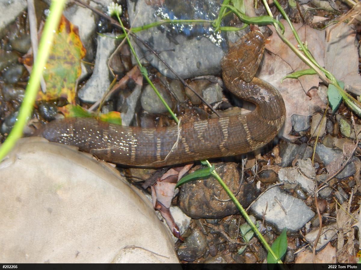 Northern Watersnake