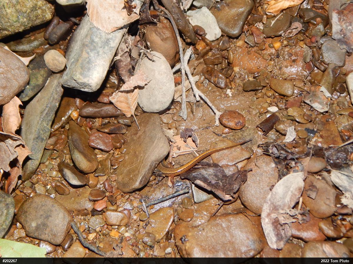 Northern Two-lined Salamander