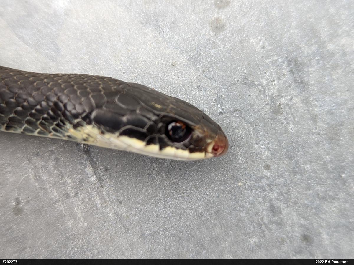 Northern Black Racer