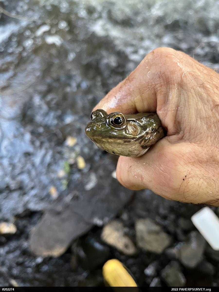 Green Frog