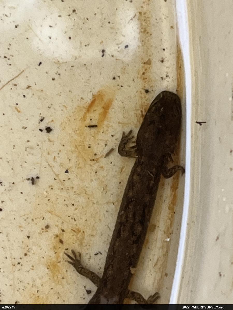 Northern Two-lined Salamander