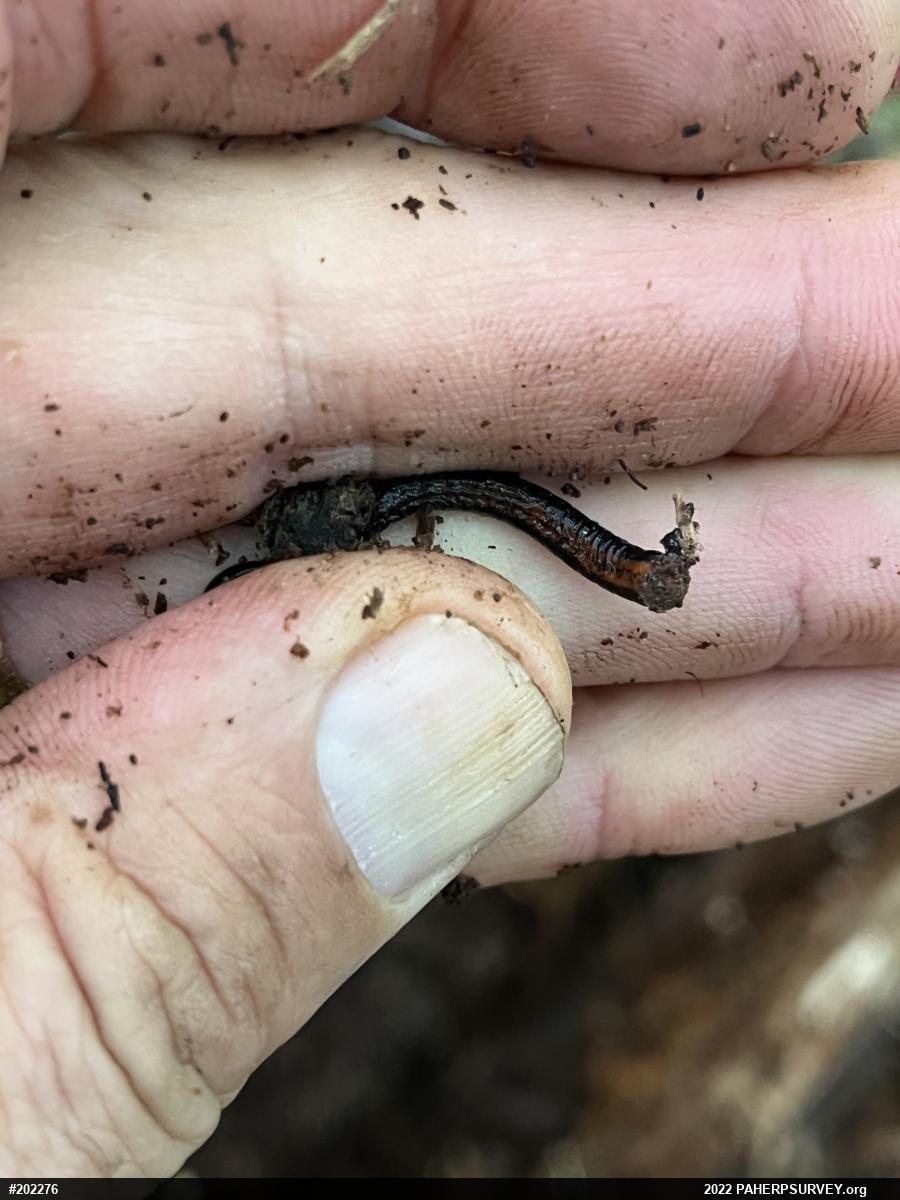 Eastern Red-backed  Salamander