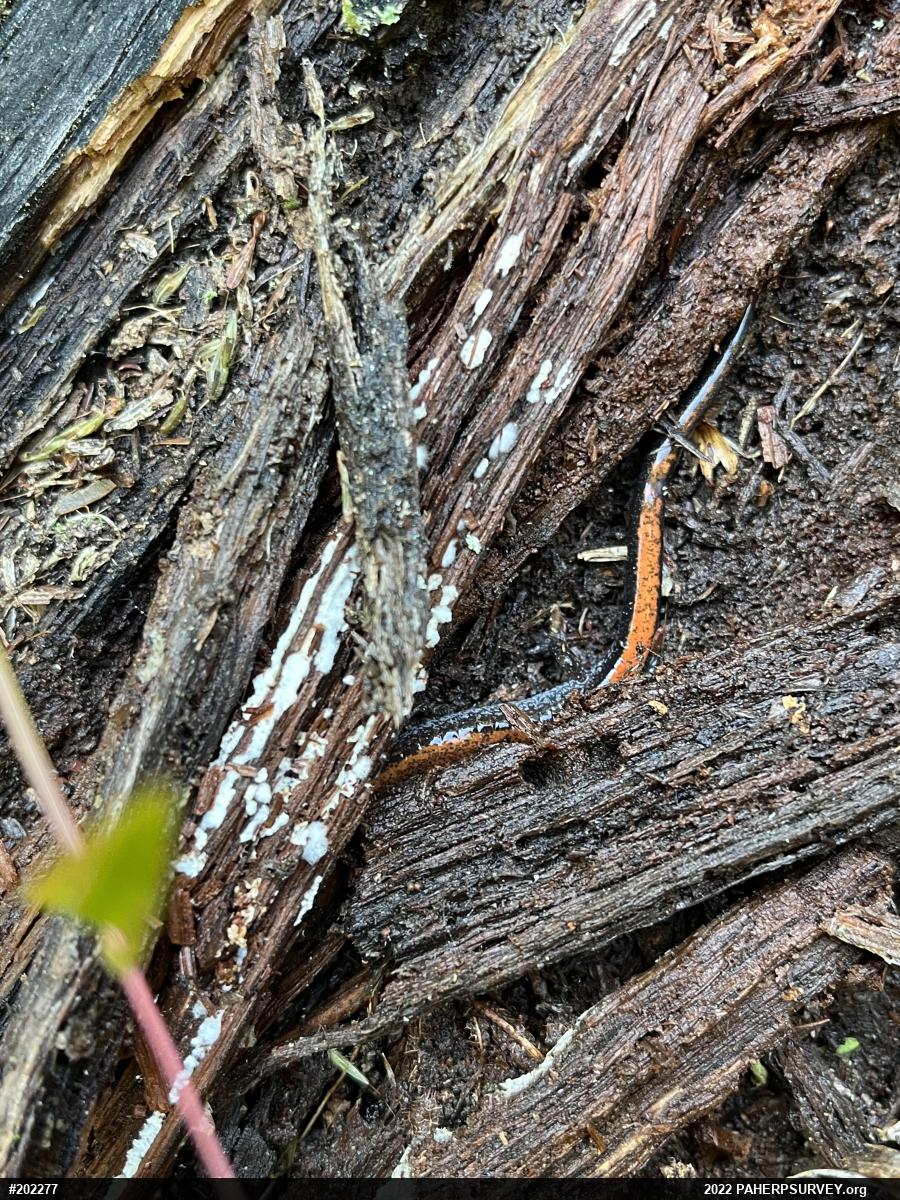 Eastern Red-backed  Salamander