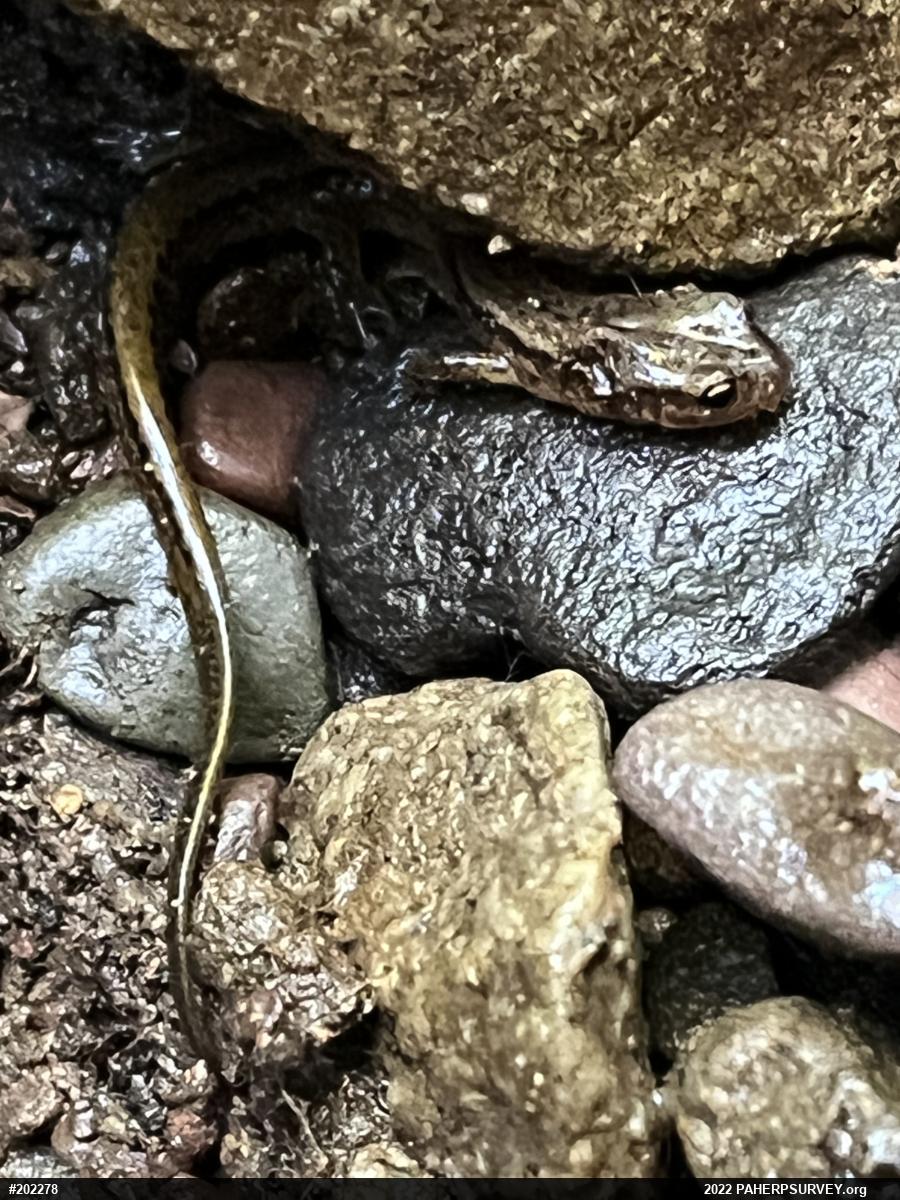 Northern Two-lined Salamander