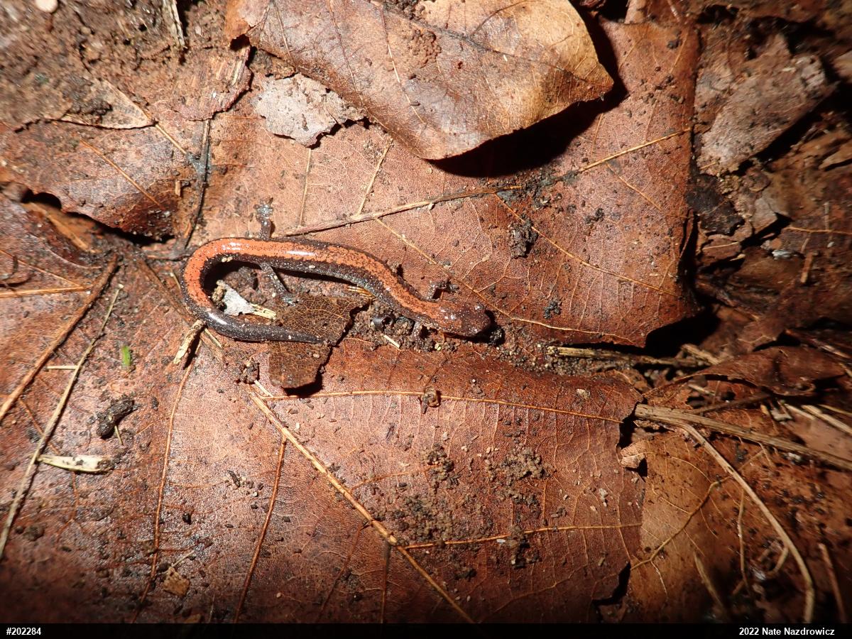 Eastern Red-backed  Salamander