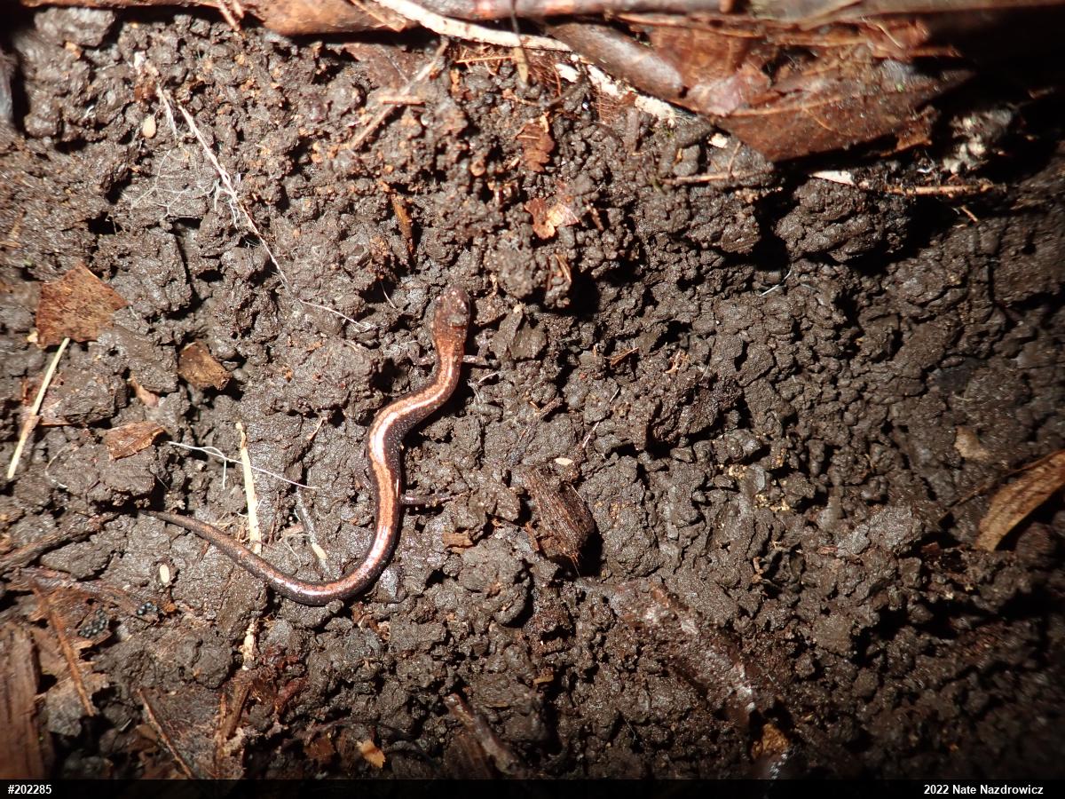 Eastern Red-backed  Salamander