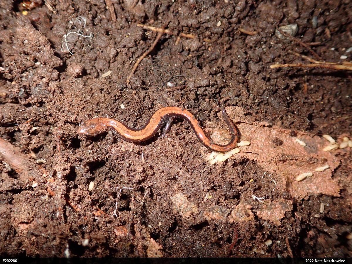 Eastern Red-backed  Salamander