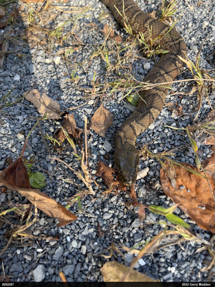 Northern Watersnake