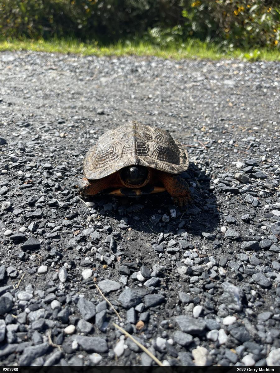 Wood Turtle