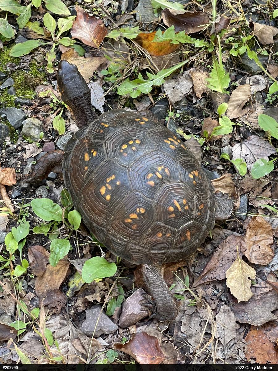 Eastern Box Turtle