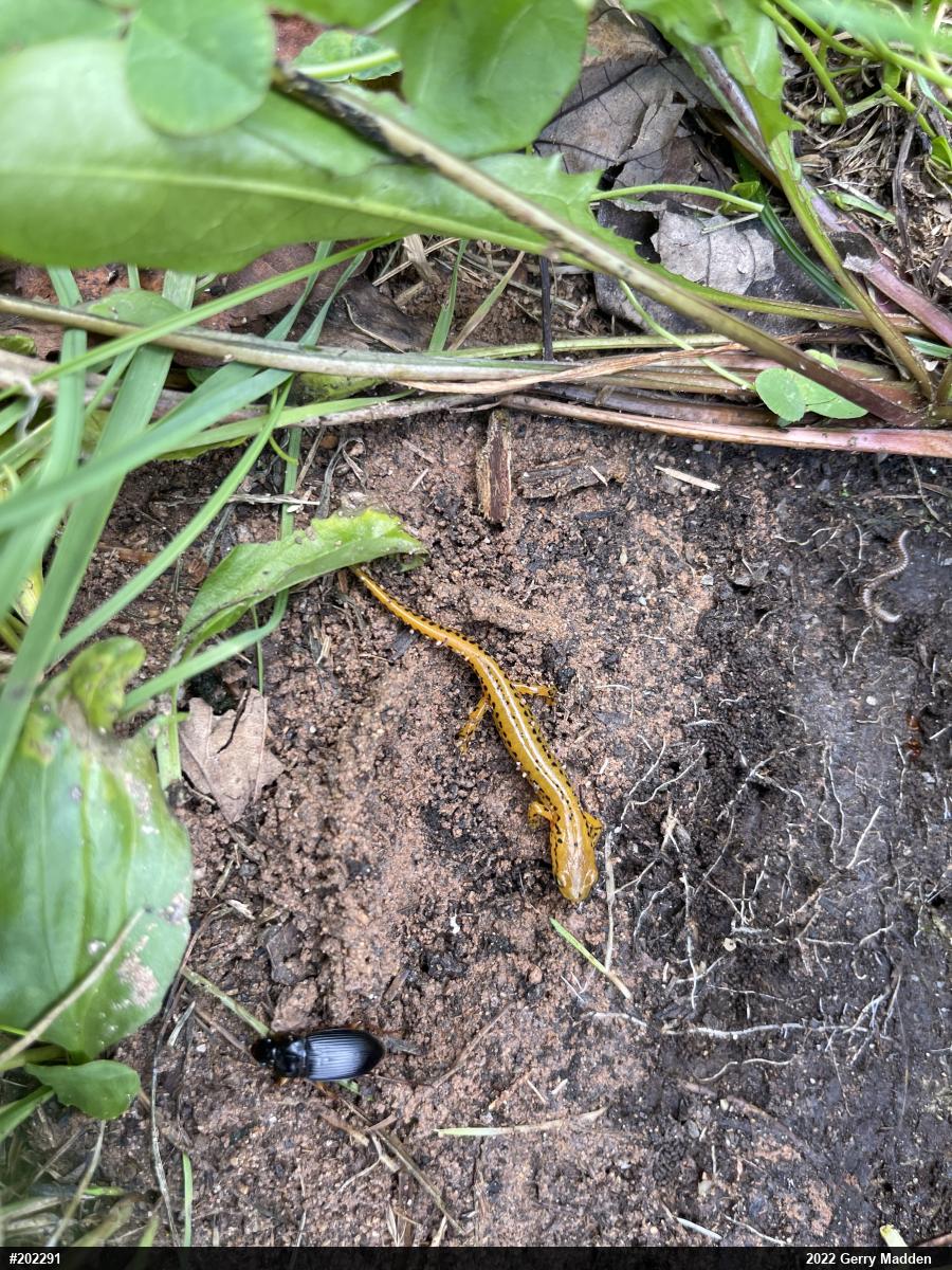 Eastern Long-tailed Salamander