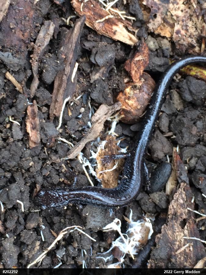 Eastern Red-backed  Salamander
