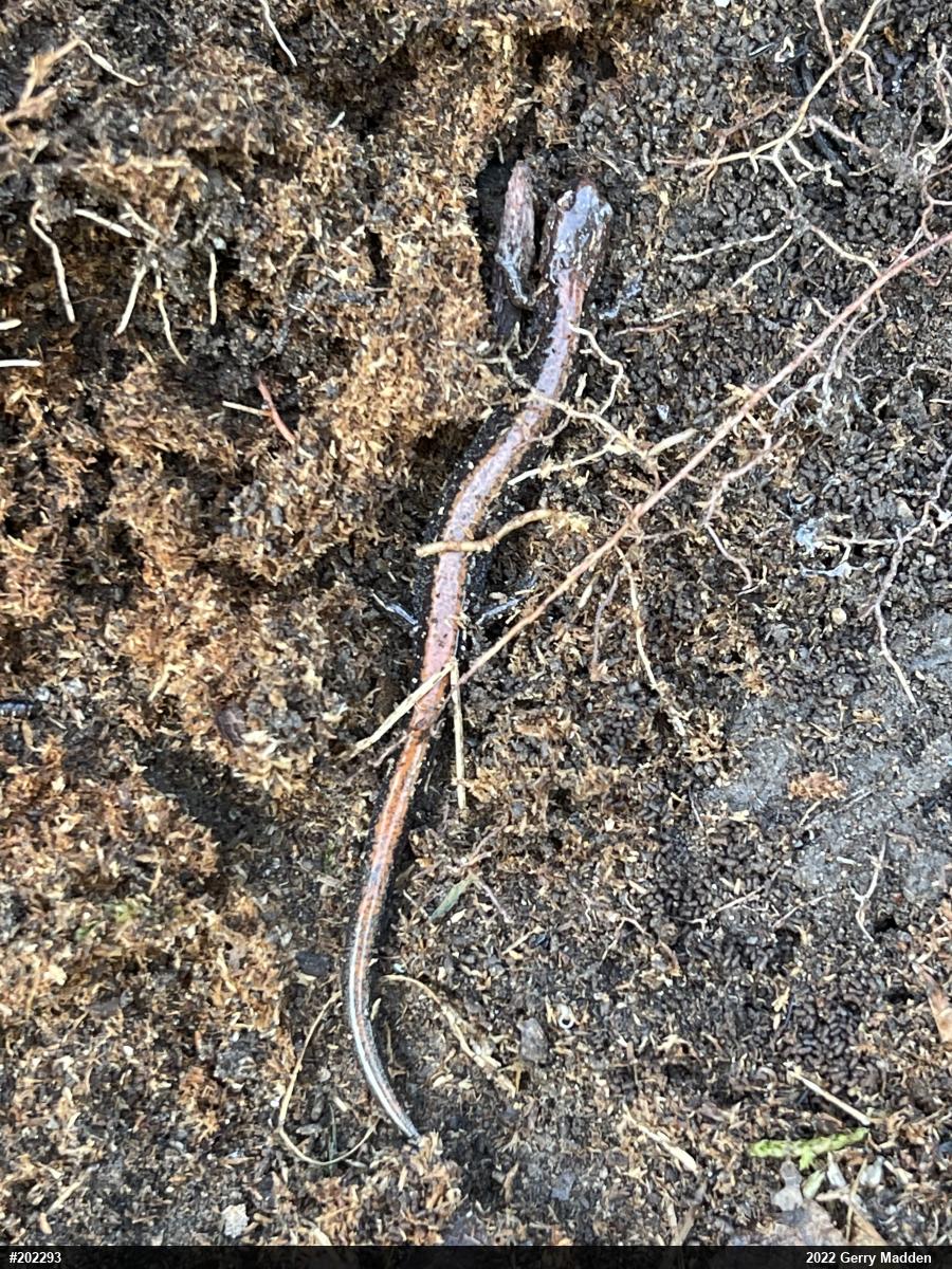 Eastern Red-backed  Salamander