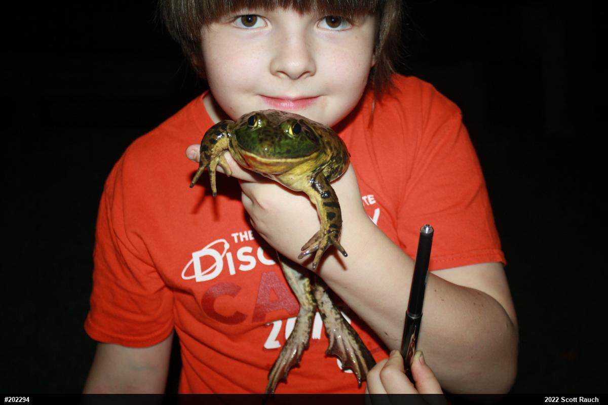 American Bullfrog