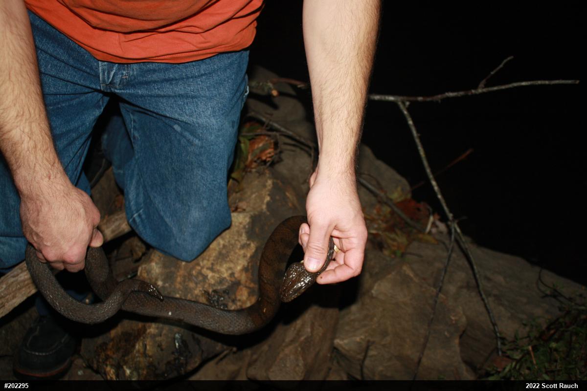 Northern Watersnake