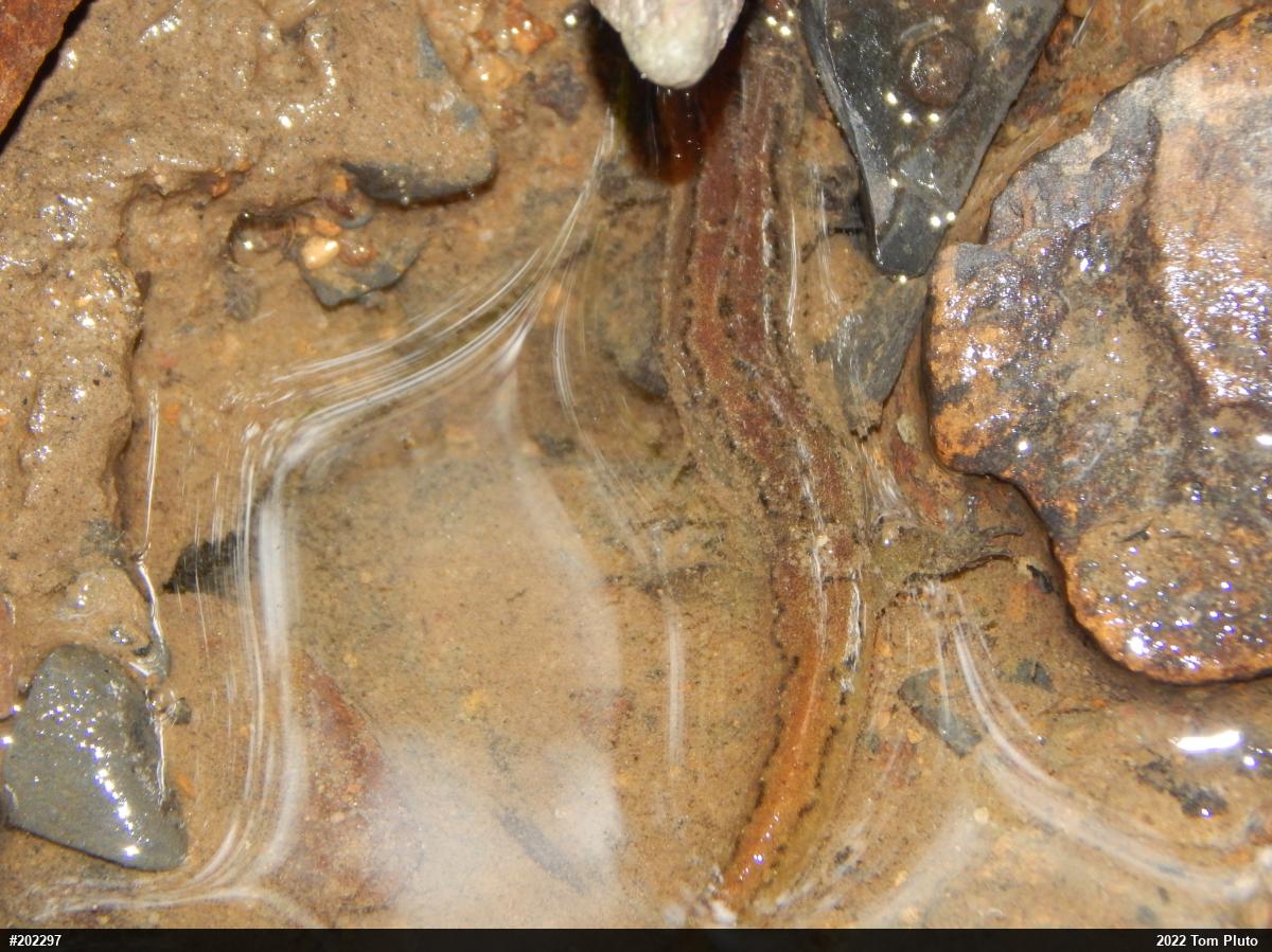 Northern Dusky Salamander