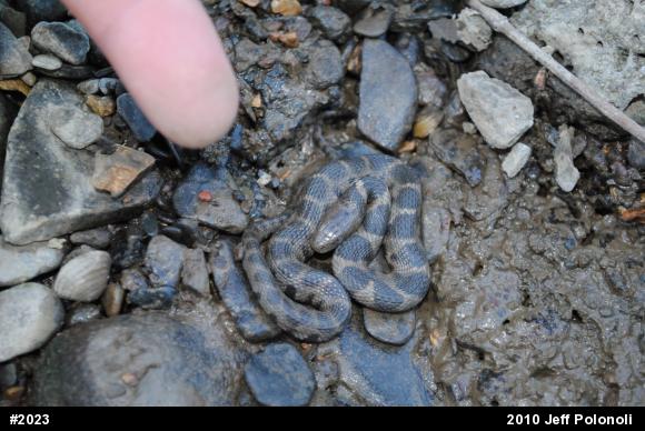 Northern Watersnake