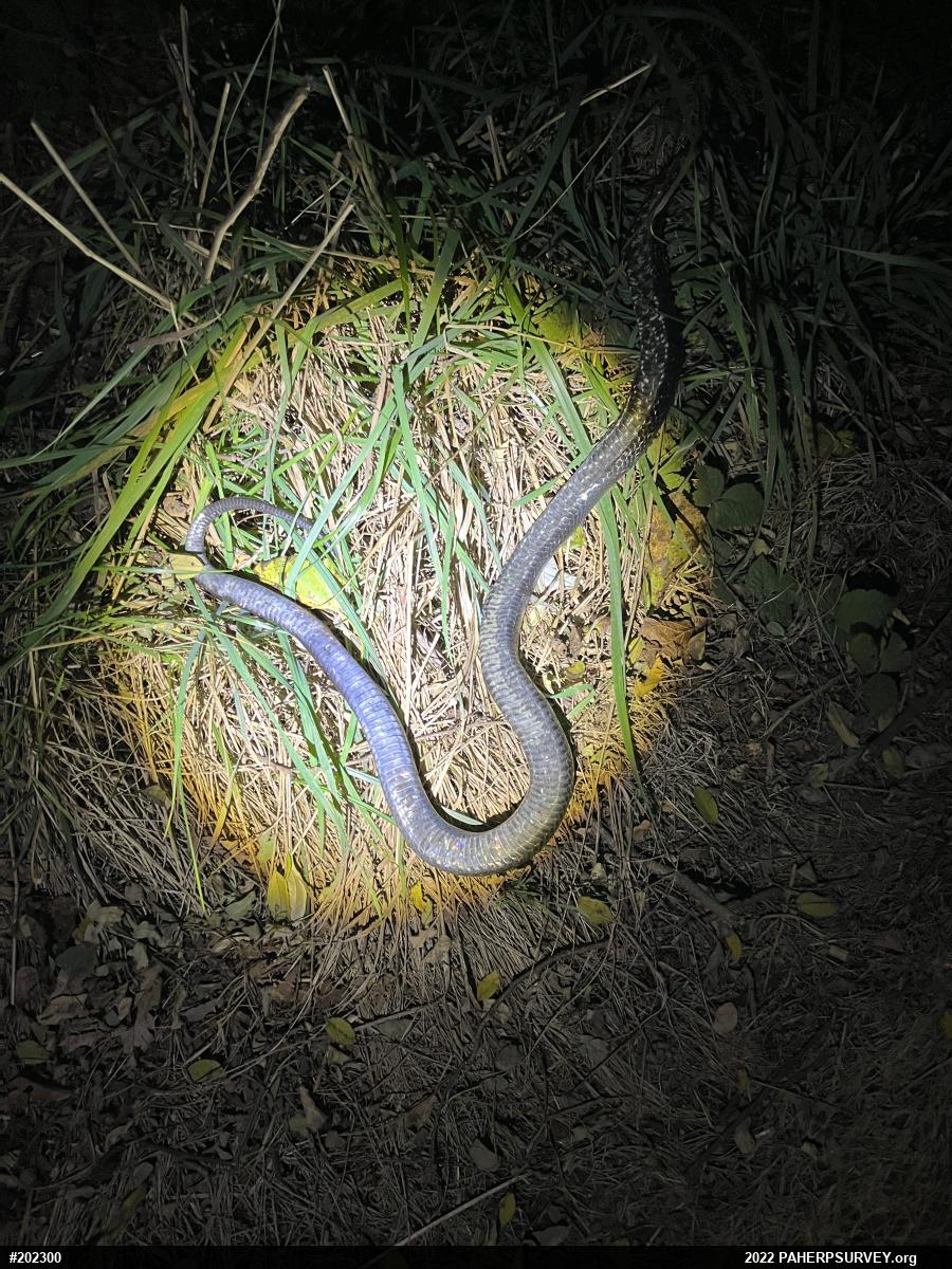 Eastern Ratsnake