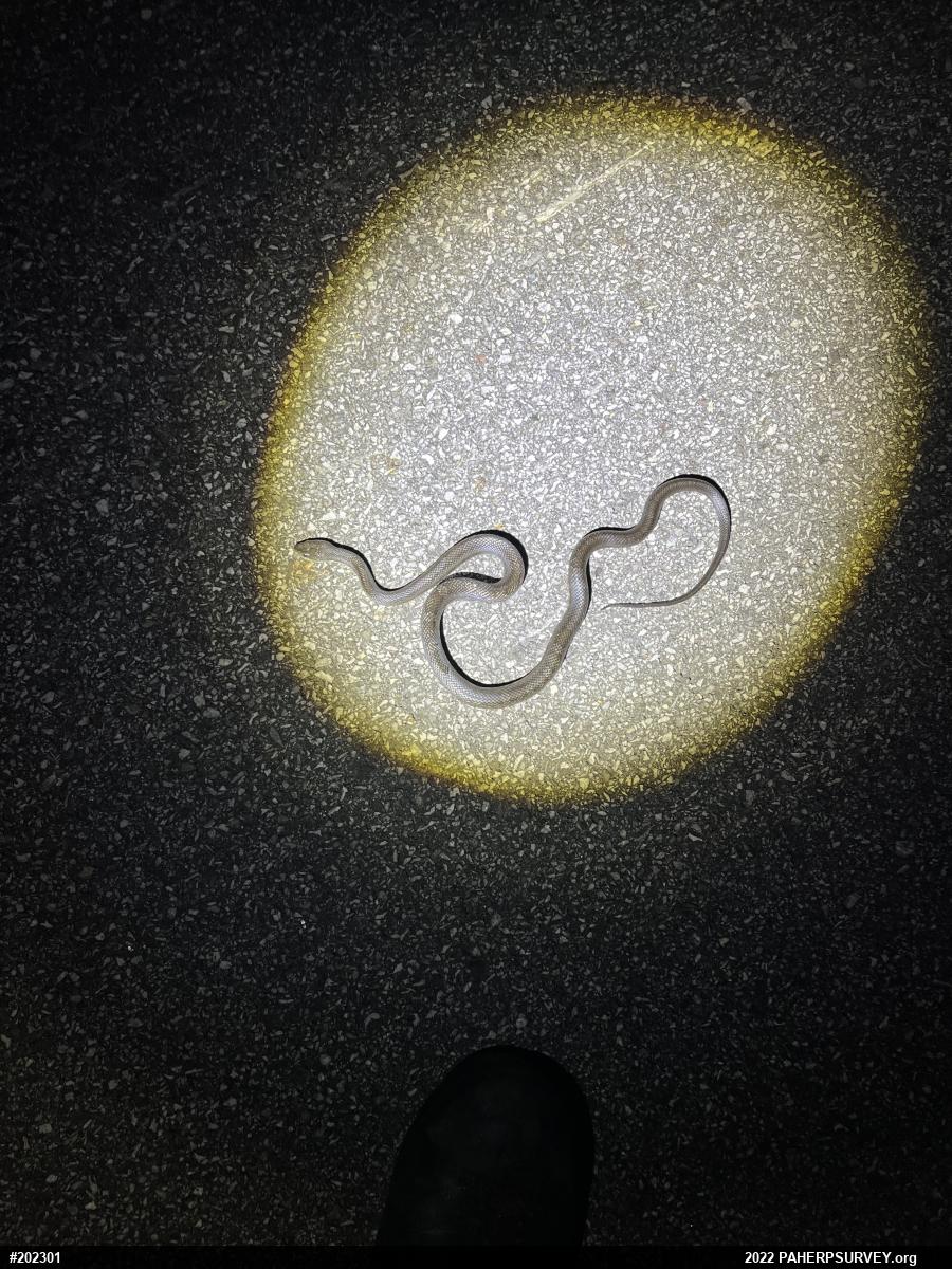 Eastern Ratsnake