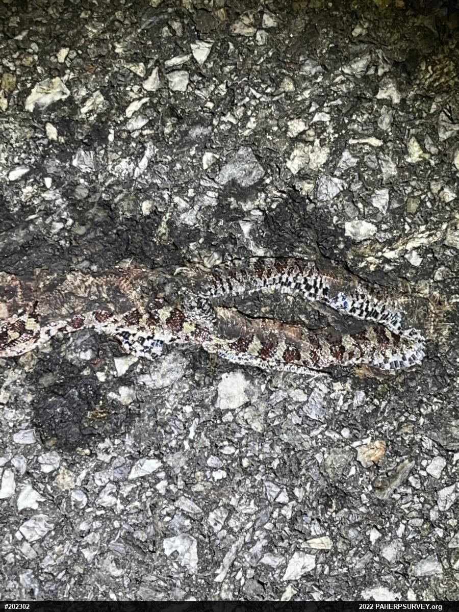 Eastern Milksnake