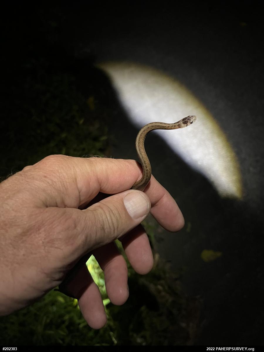 Dekay's Brownsnake