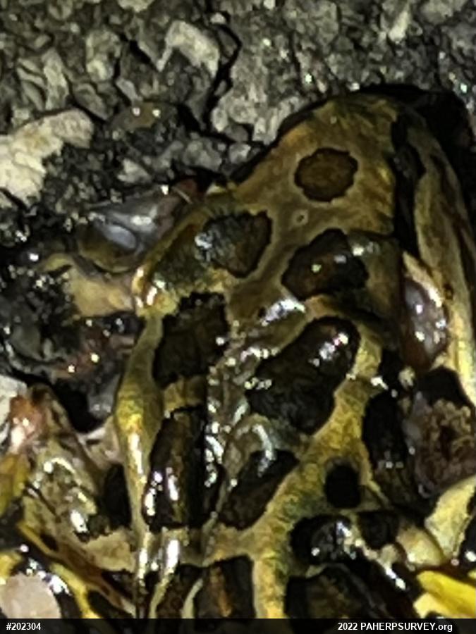 Pickerel Frog