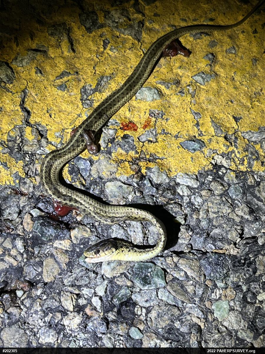 Eastern Gartersnake