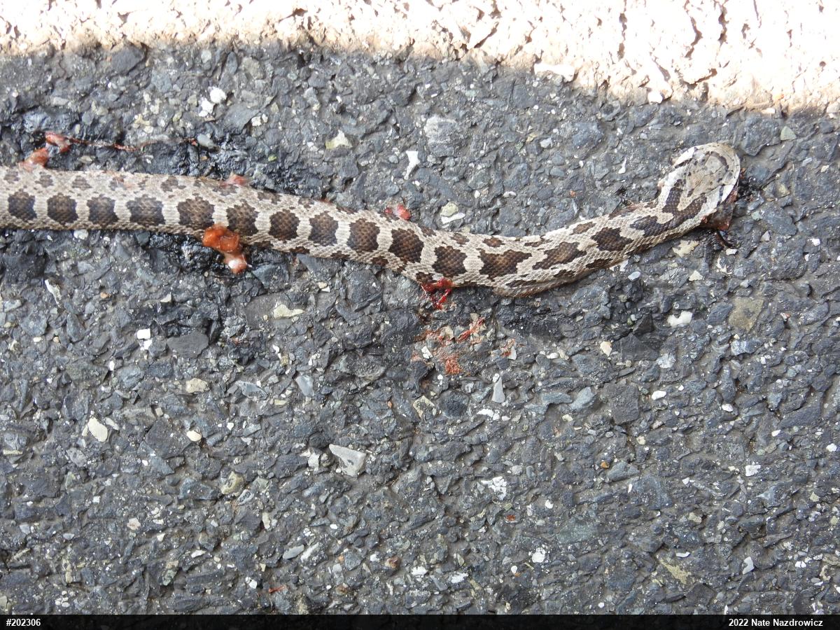 Eastern Ratsnake