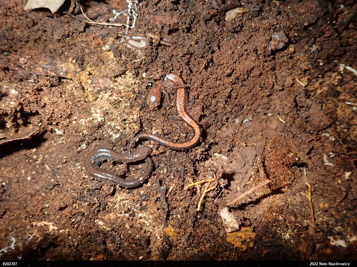 Eastern Red-backed  Salamander