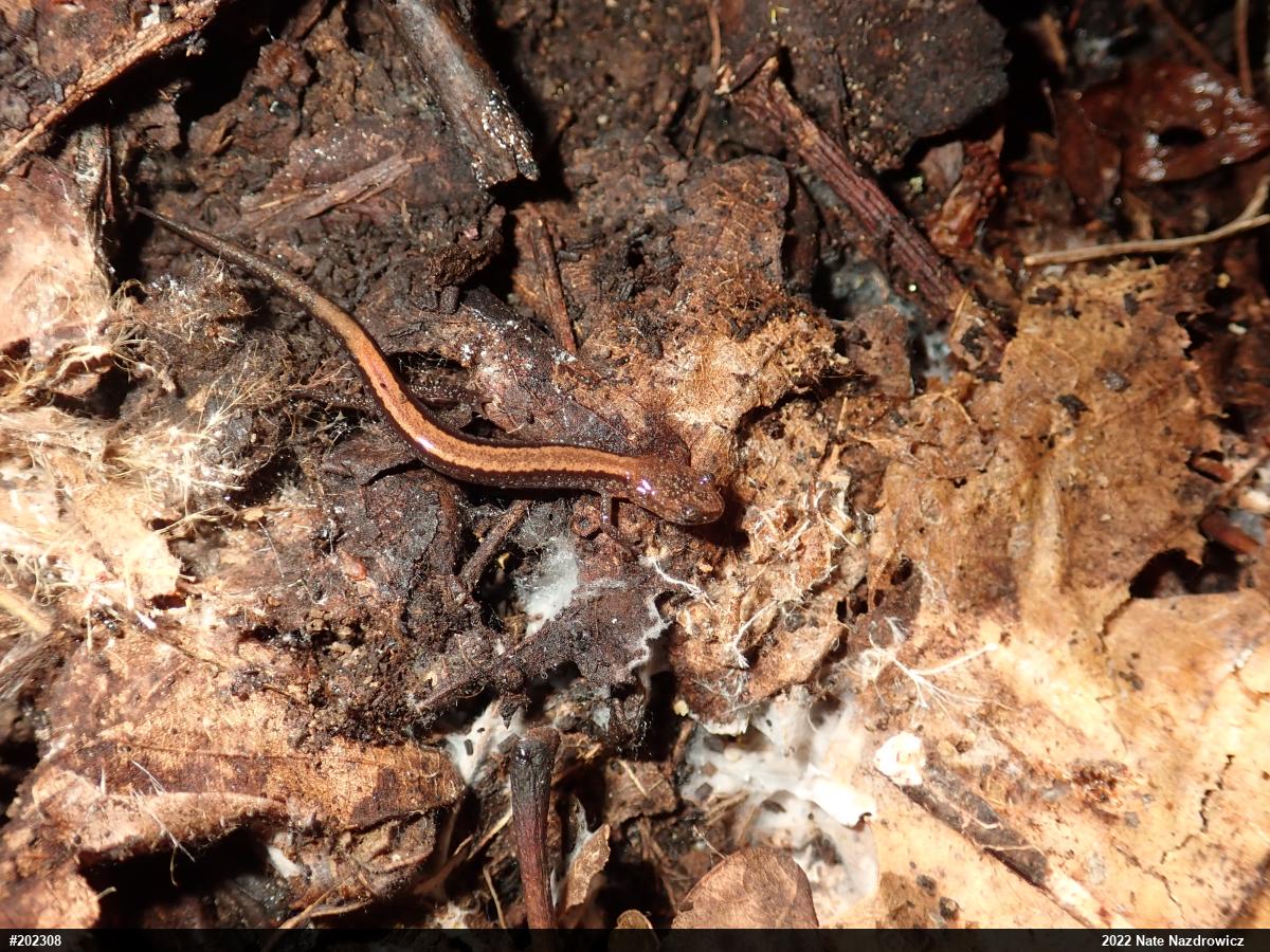Eastern Red-backed  Salamander