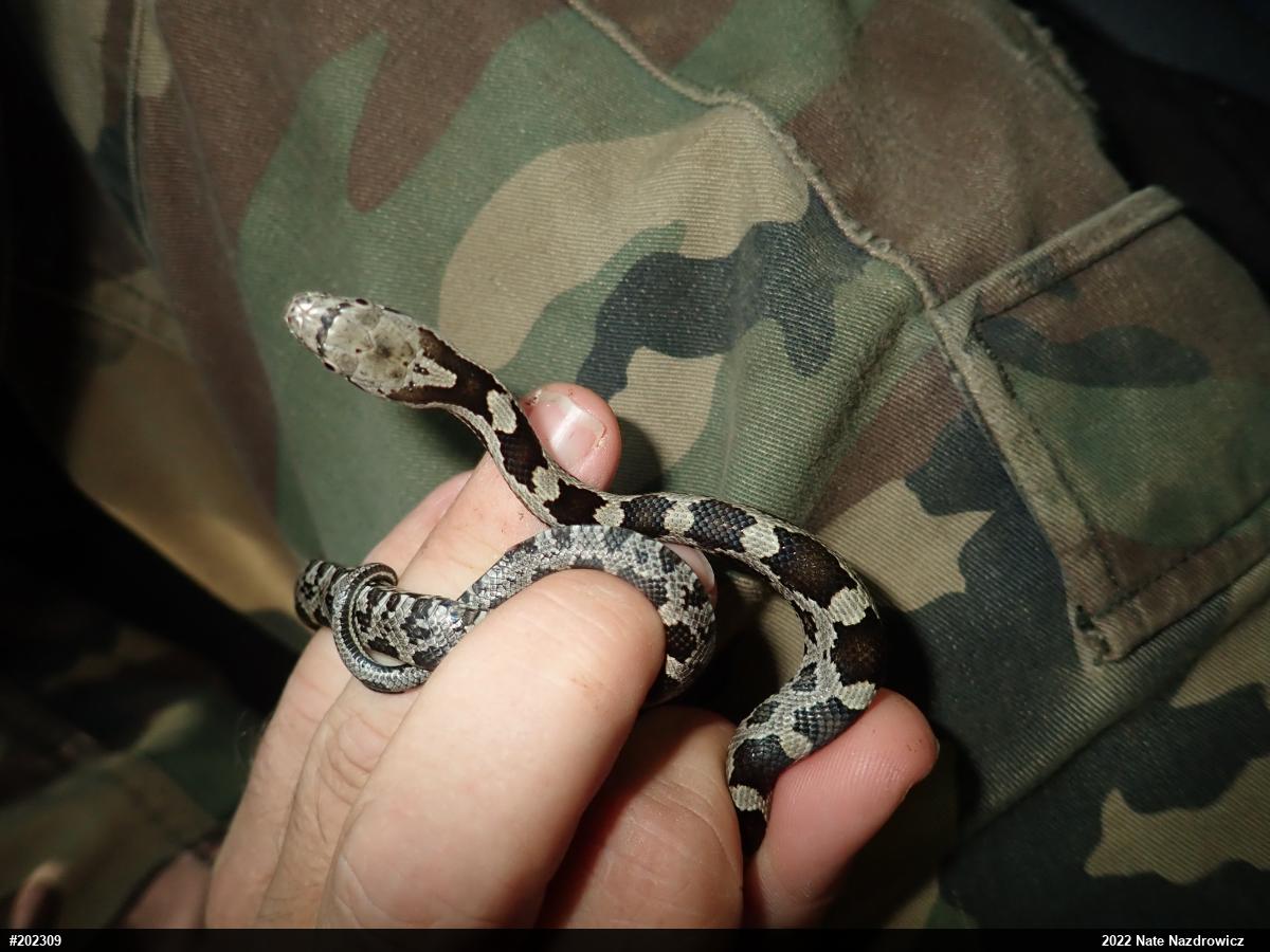 Eastern Ratsnake