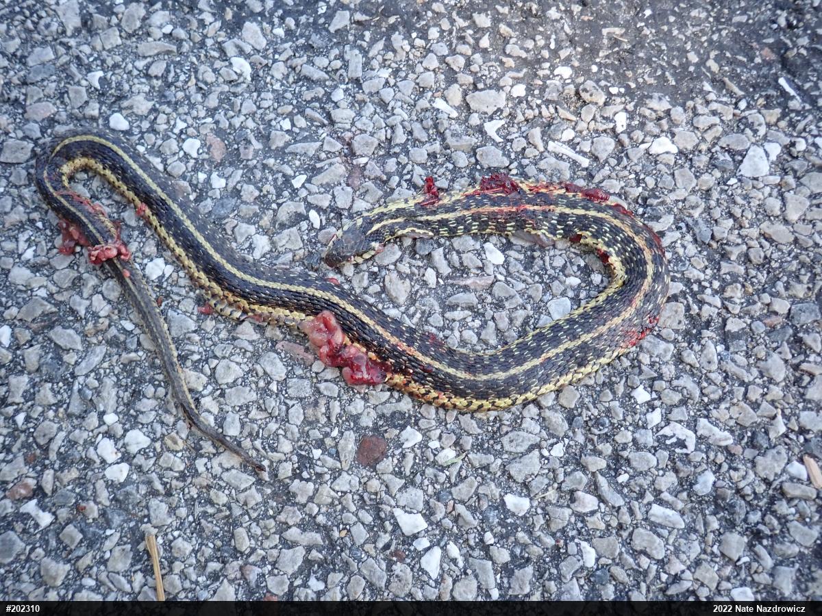 Eastern Gartersnake