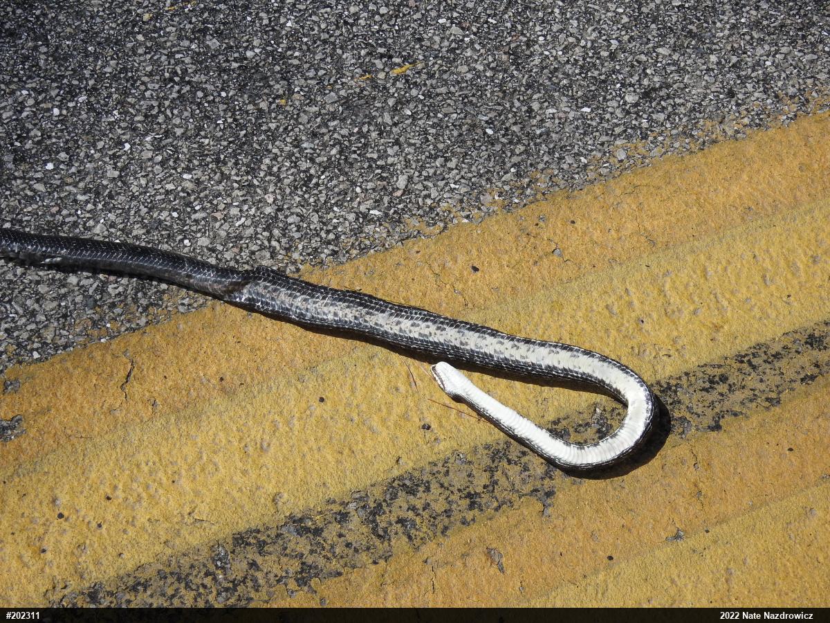 Eastern Ratsnake