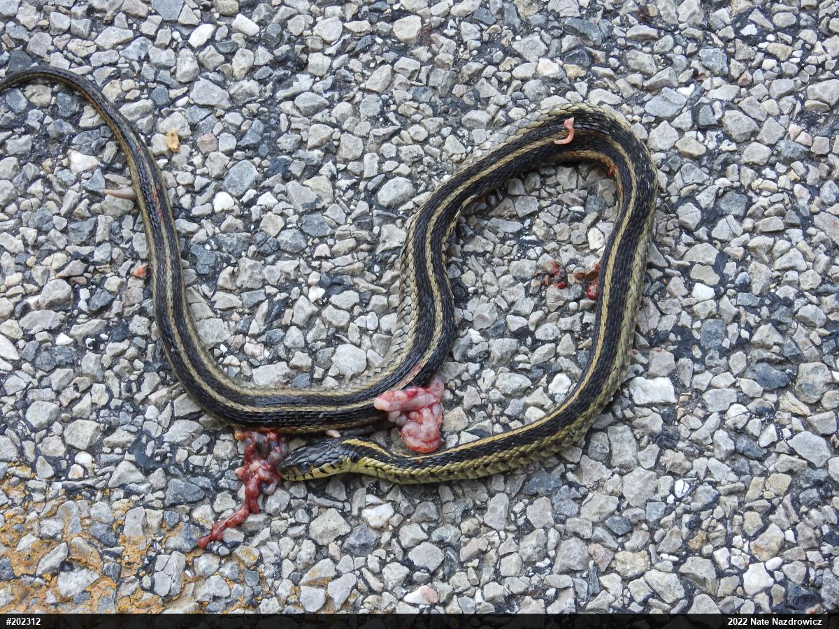 Eastern Gartersnake