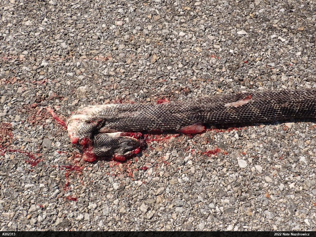 Eastern Ratsnake