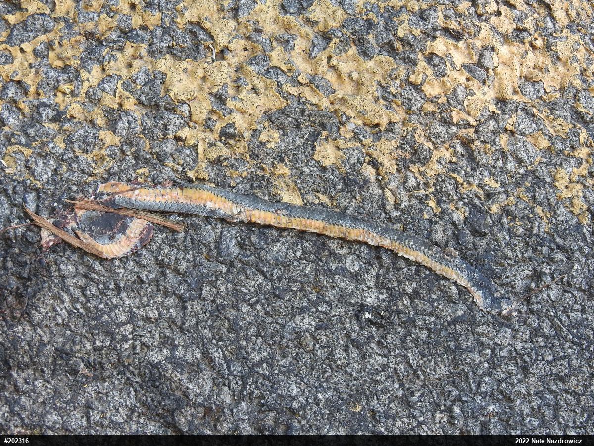 Northern Ring-necked Snake