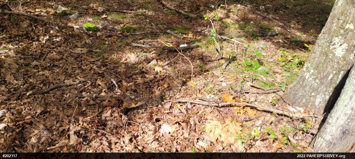 Timber Rattlesnake