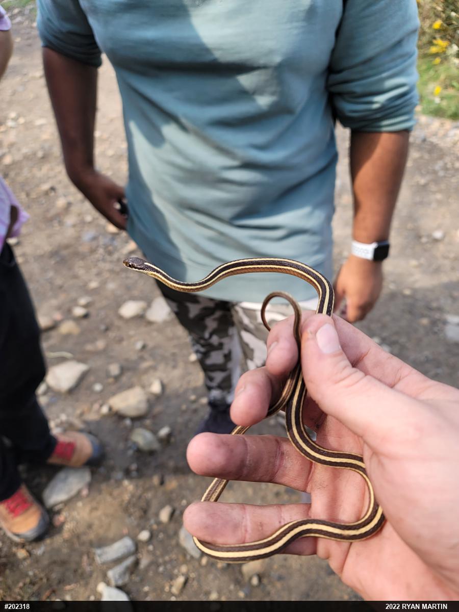 Common Ribbonsnake
