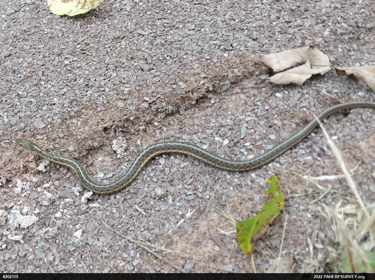 Eastern Gartersnake