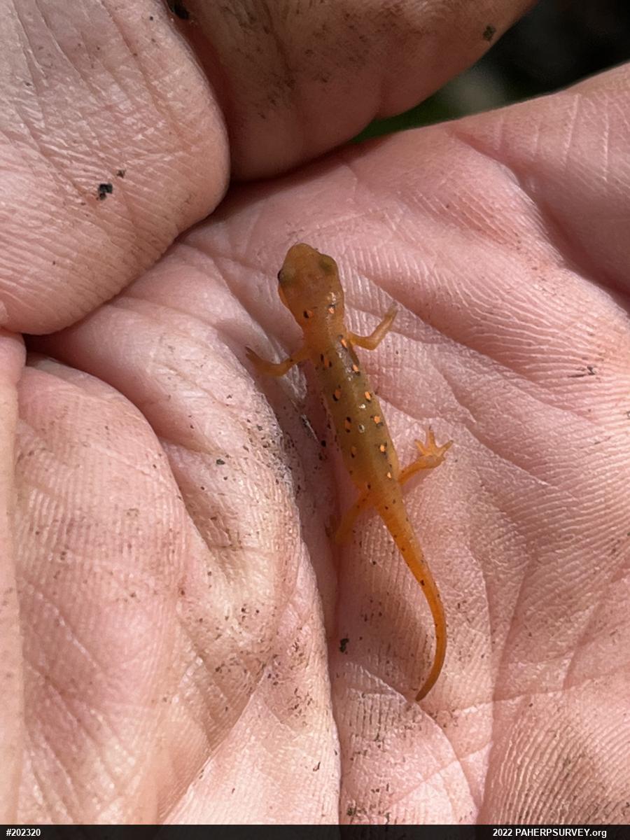 Red-spotted Newt
