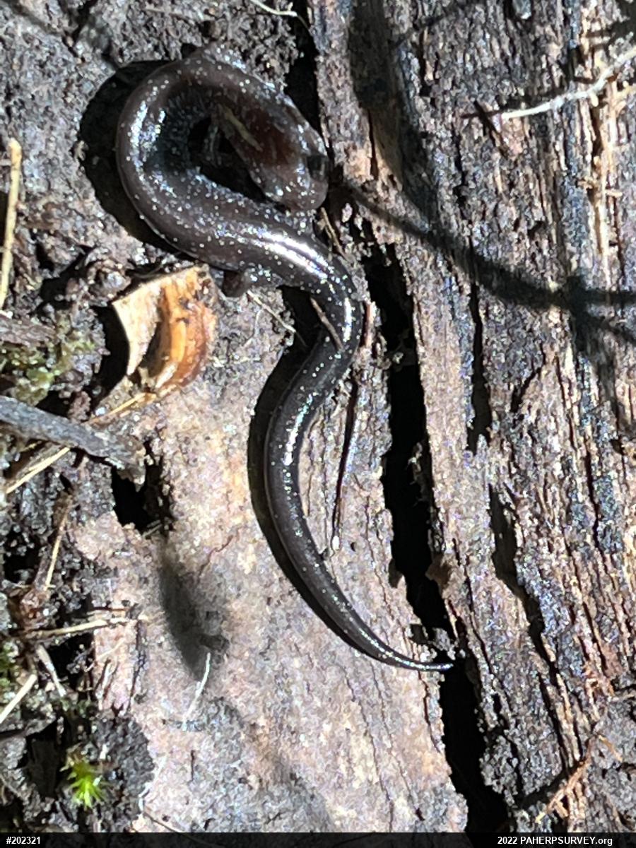 Eastern Red-backed  Salamander