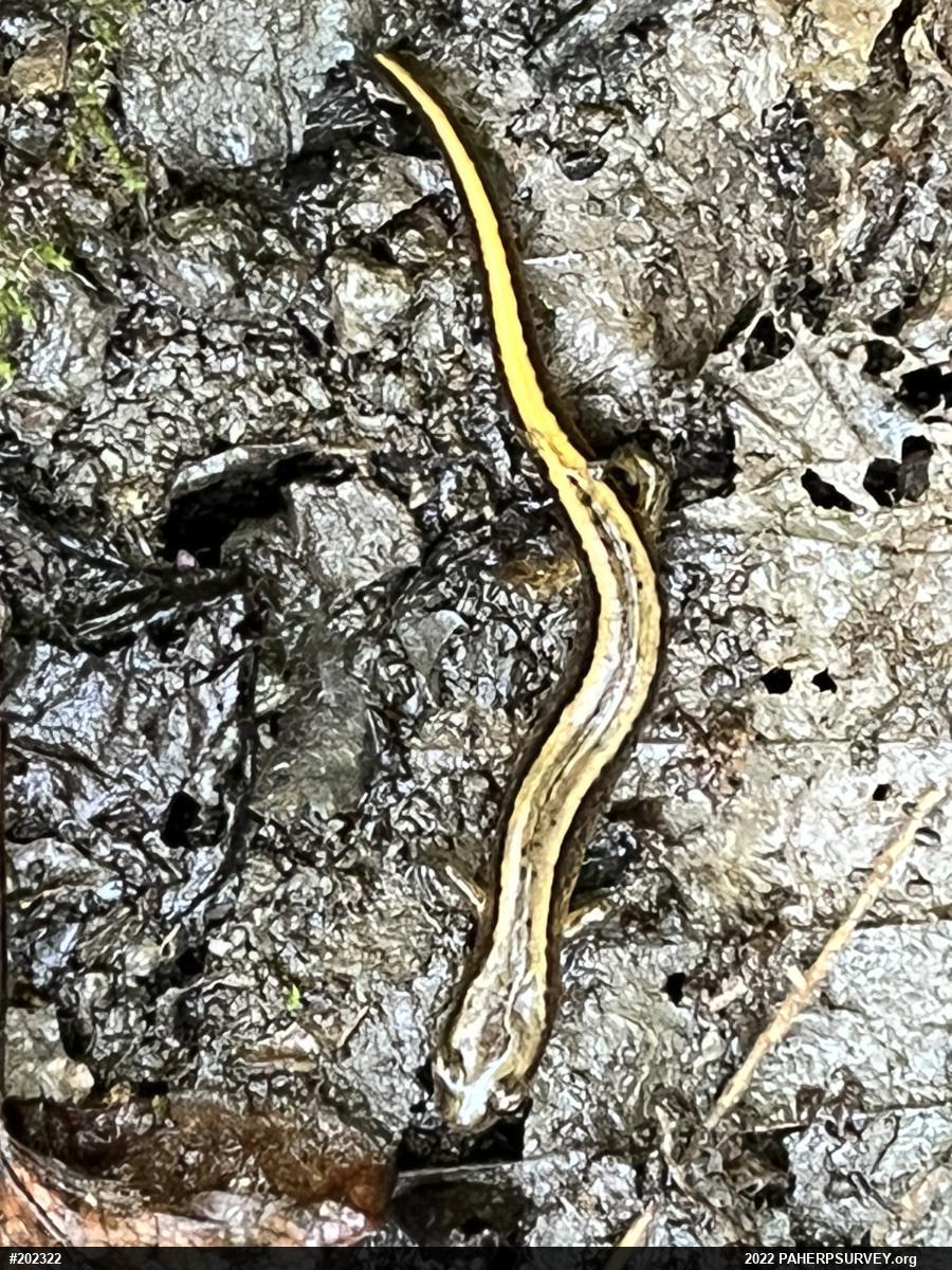 Northern Two-lined Salamander
