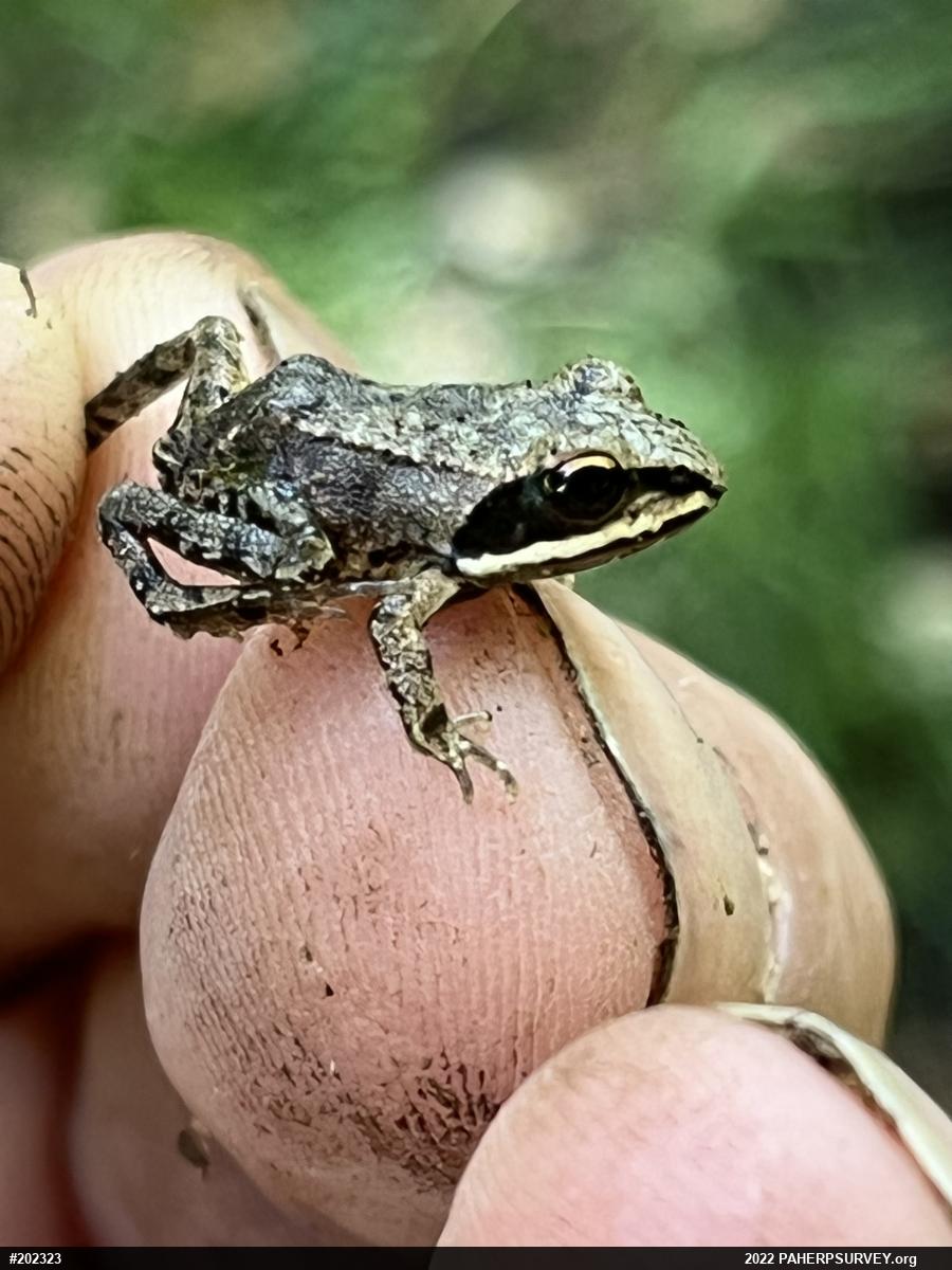 Wood Frog